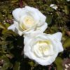 Rosier Evening star – Image 2