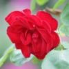 Rosier Exploit – Image 2