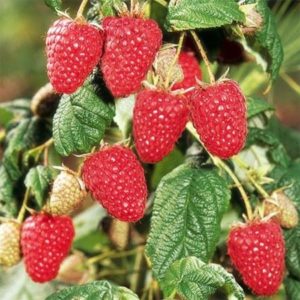 Framboisier remontant 'Autumn Bliss' - Rubus