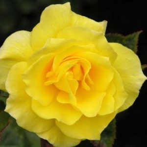 Rosier Friesia
