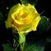 Rosier Friesia – Image 2