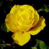 Rosier Friesia – Image 4