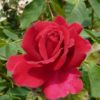 Rosier Fulgurante – Image 2