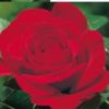Rosier Fulgurante