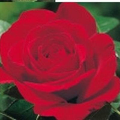 Rosier Fulgurante