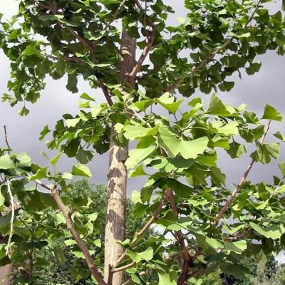 Arbre aux quarante écus