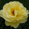 Rosier Golden Monica – Image 2