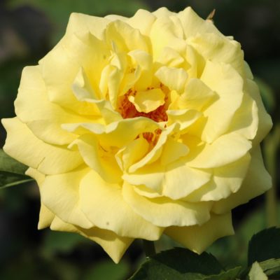 Rosier Goldstern