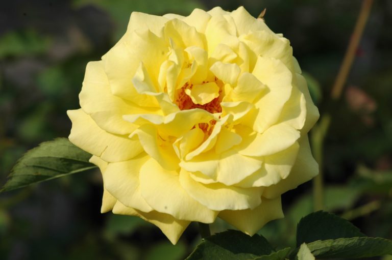 Rosier Goldstern