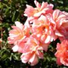 Rosier Hans Erni