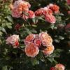 Rosier Hans Erni – Image 2