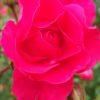 Rosier Heidetraum