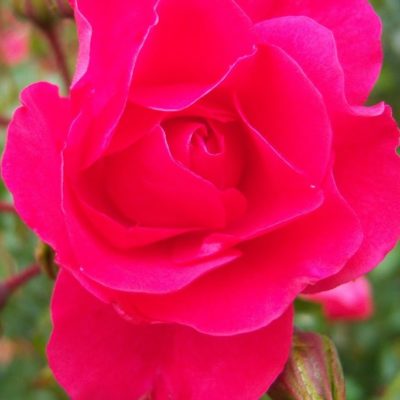 Rosier Heidetraum