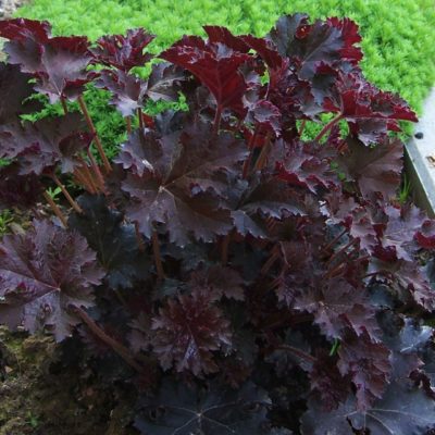 Heuchère 'Palace Purple' - Heuchera