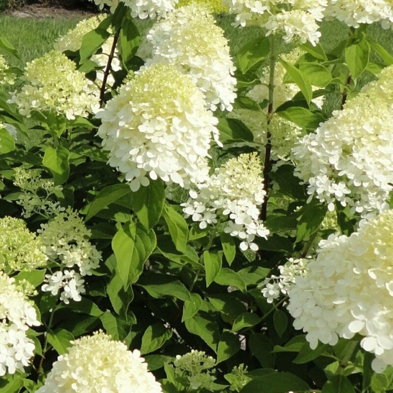 Hortensia paniculé 'Little Lime' - Hydrangea