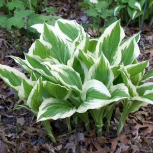 Hosta 'Albomarginata' - Hosta