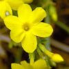 Jasmin d'hiver - Jasminum – Image 3