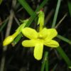 Jasmin d'hiver - Jasminum – Image 2