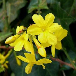 Jasmin d'hiver - Jasminum