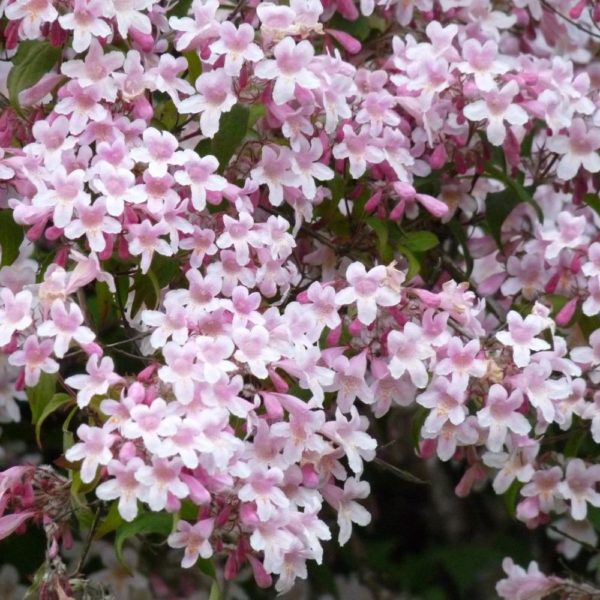 Buisson de beauté - Kolkwitzia – Image 2