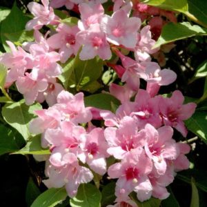 Buisson de beauté - Kolkwitzia