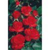 Rosier La Sevillana – Image 2