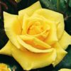 Rosier Landora