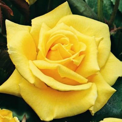 Rosier Landora