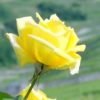 Rosier Landora – Image 2