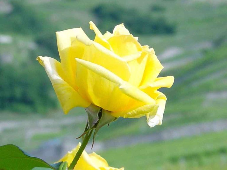 Rosier Landora – Image 2