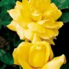 Rosier Landora – Image 3