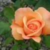 Rosier Lolita