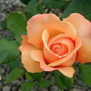 Rosier Lolita