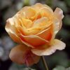 Rosier Lolita – Image 2