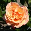 Rosier Lolita – Image 3
