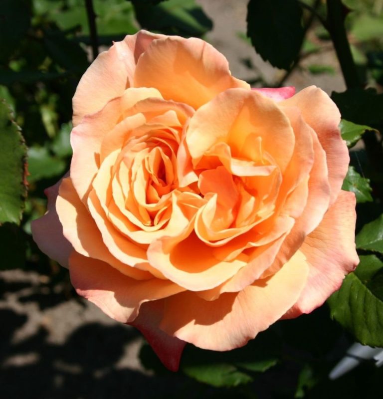 Rosier Lolita – Image 3