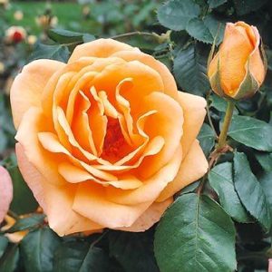 Rosier Looping