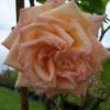 Rosier Looping – Image 2