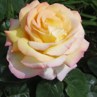 Rosier Madame A. Meilland