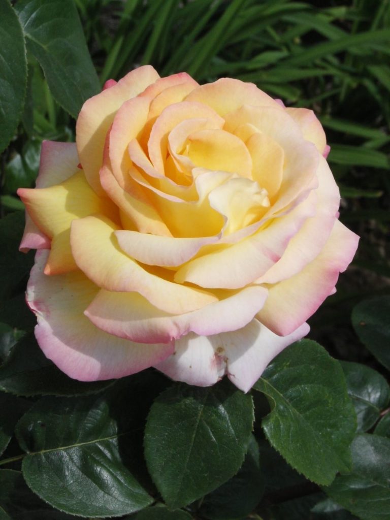 Rosier Madame A. Meilland