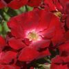 Rosier Mainaufeuer – Image 2