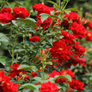 Rosier Mainaufeuer