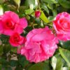 Rosier Manou Meilland