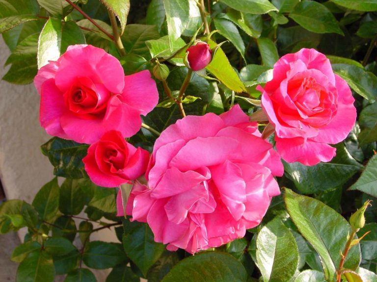 Rosier Manou Meilland