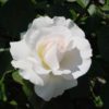 Rosier Margaret Merril