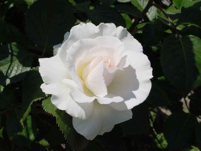 Rosier Margaret Merril