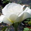 Rosier Margaret Merril – Image 3