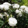 Rosier Margaret Merril – Image 4