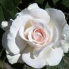 Rosier Margaret Merril – Image 5