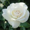 Rosier Margaret Merril – Image 2